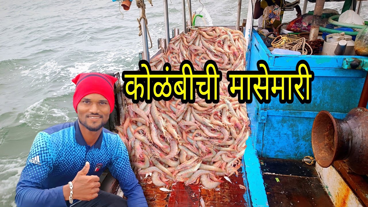 खोल समुद्रात जाळीमध्ये सापडली कोलंबी. कोळंबीची मासेमारी. Prawns fishing. Mumbai India fishing 