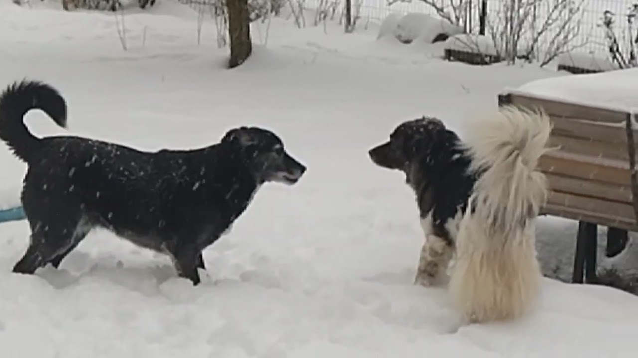 Sie lieben den Schnee ❄️