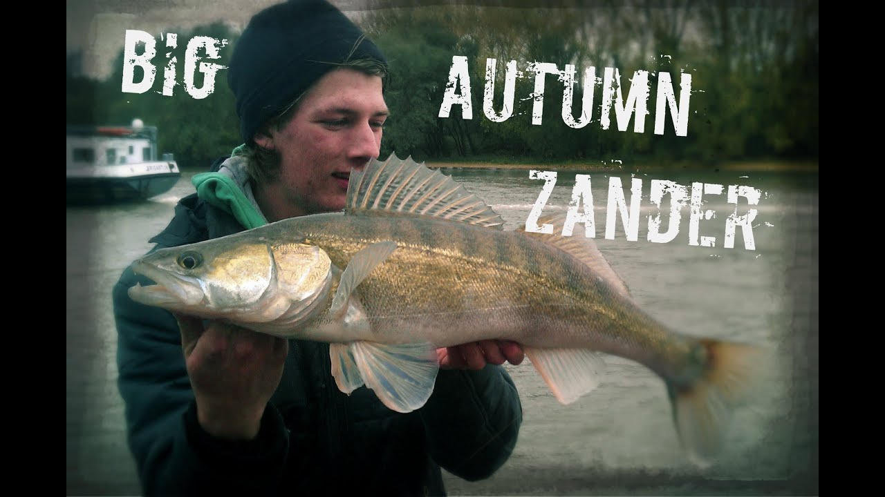 Big Autumn River Zander!
