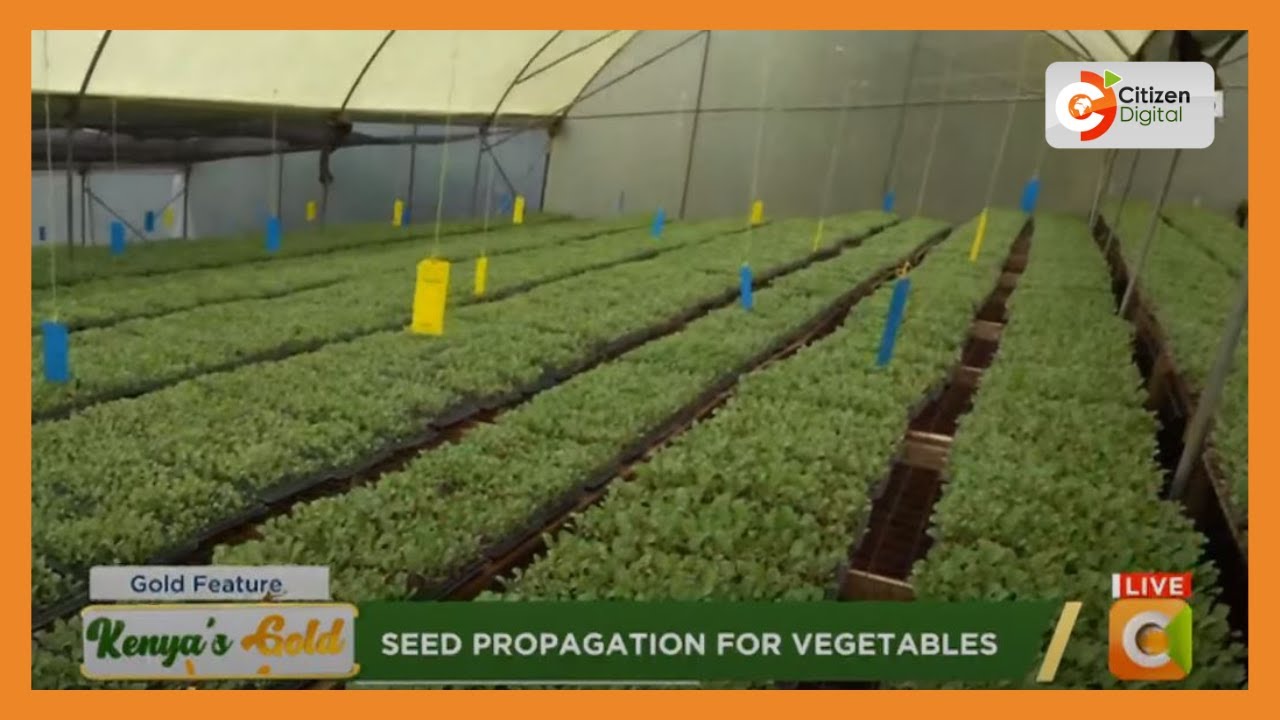 Kenya's Gold | Seed propagation for vegetables
