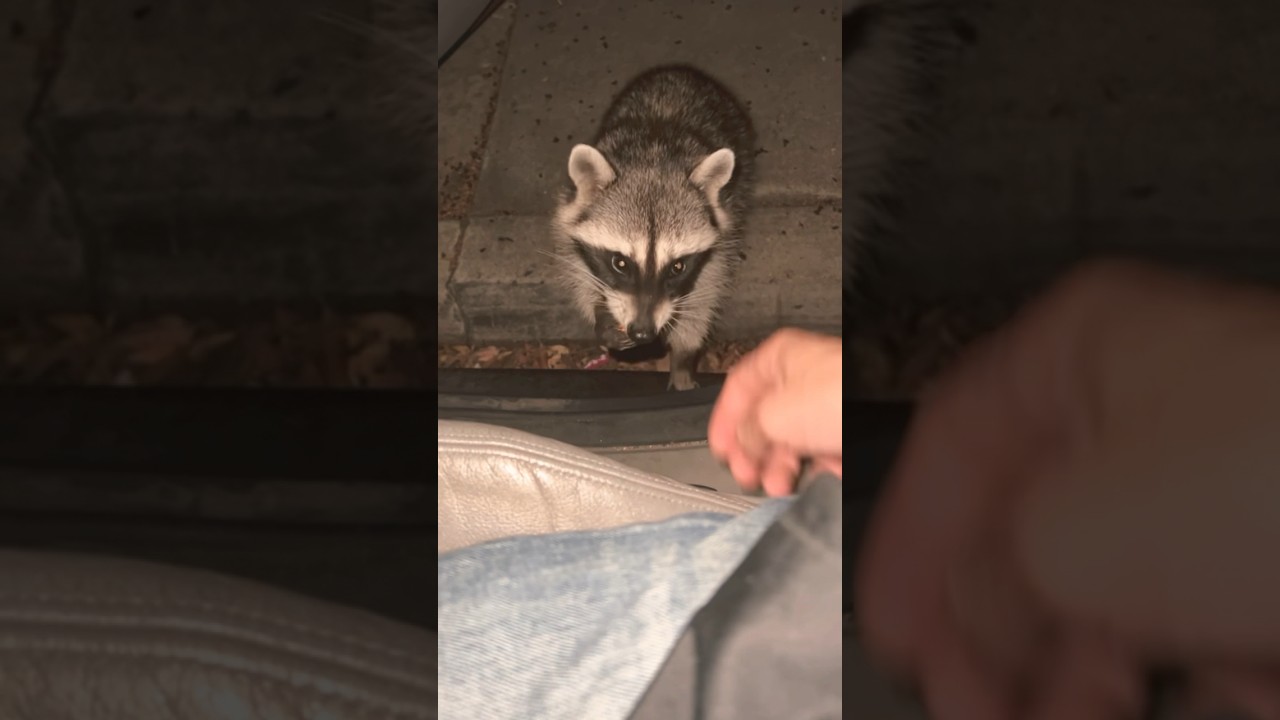 Manolo Raccoons 🫶 No rabies #manolo#wildlife#raccoon#sandiego#california 🌞 #420