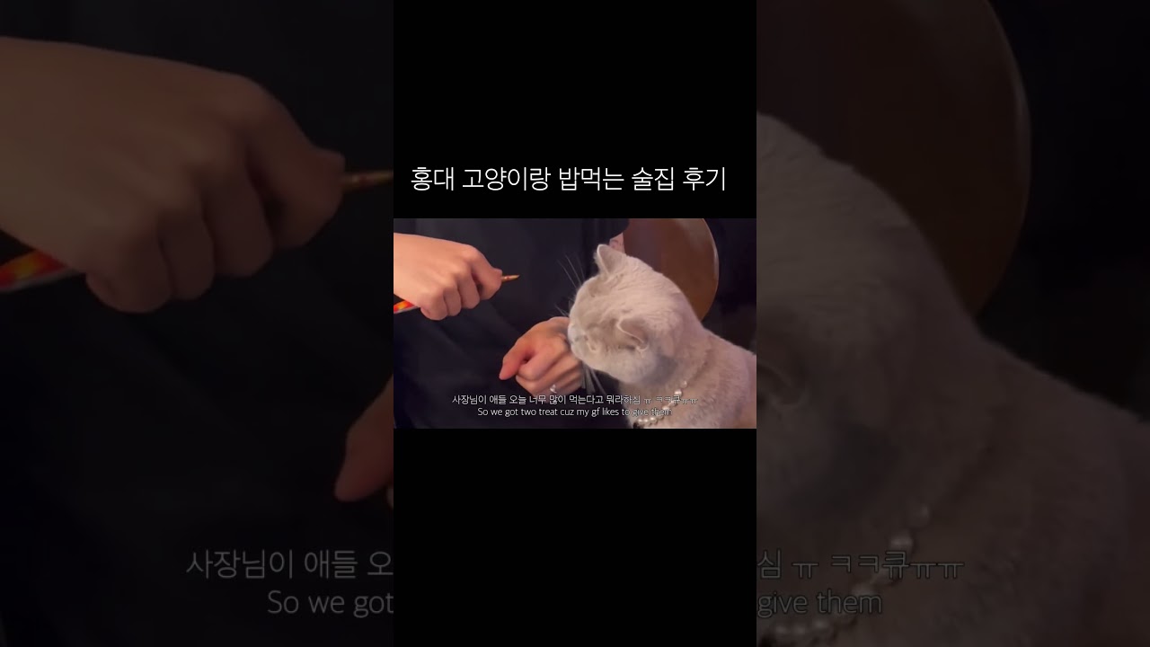 홍대에 고양이랑 밥 먹을 수 있는 술집이 있는 거 아시나요? #홍담 #홍대 #고양이 #츄르 #술집 #보쌈 #야채 #개냥이