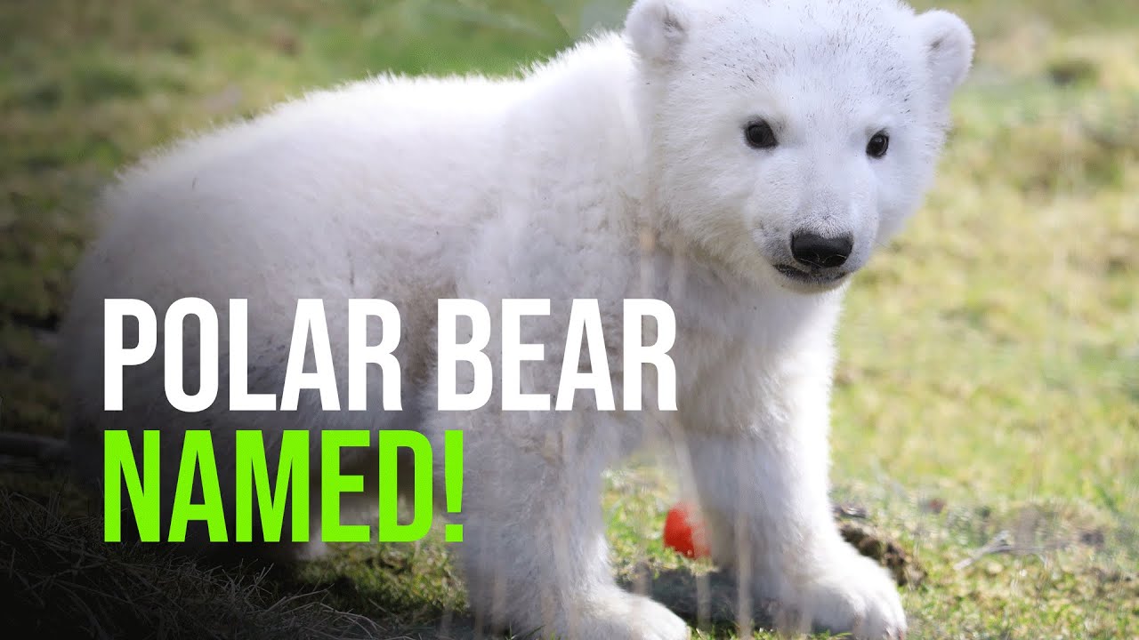 UK’s Youngest Polar Bear Is Named And Takes First Steps Outside