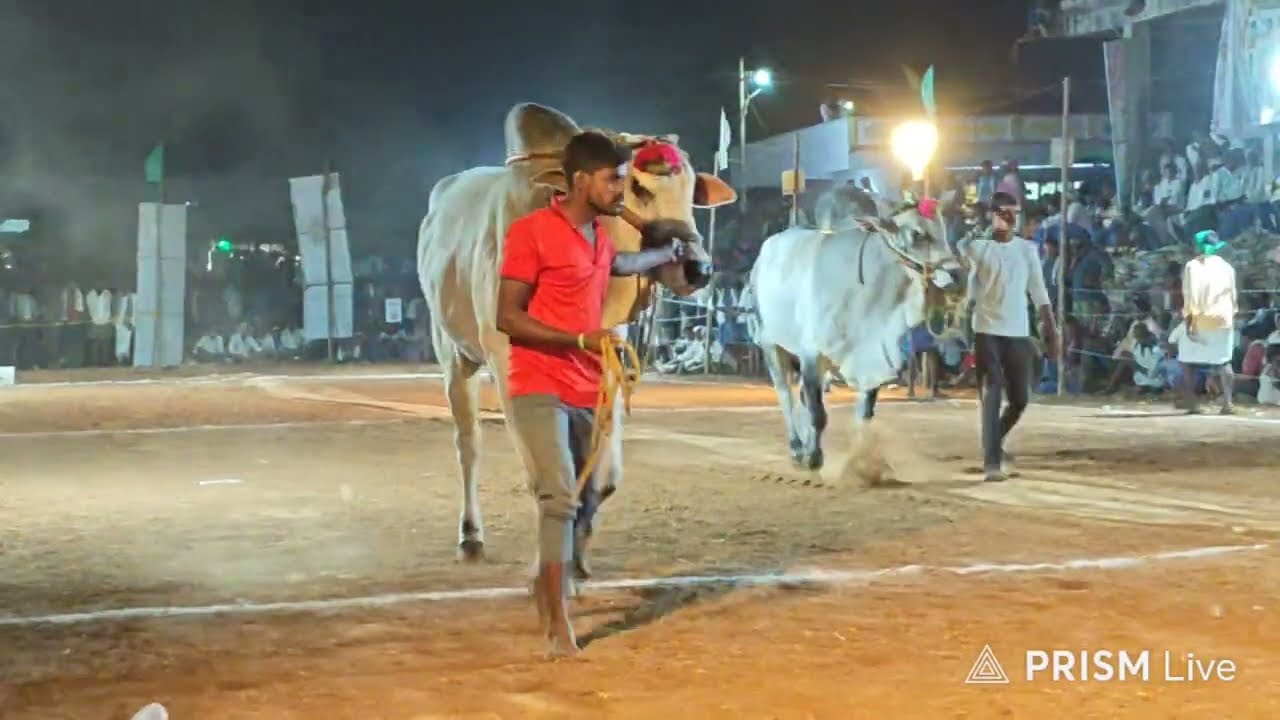 చింత్రయాల 6వ జత హనుమాన్ బుల్స్ ఐట రాజా సత్యనారాయణ గారు నల్గొండ జిల్లా