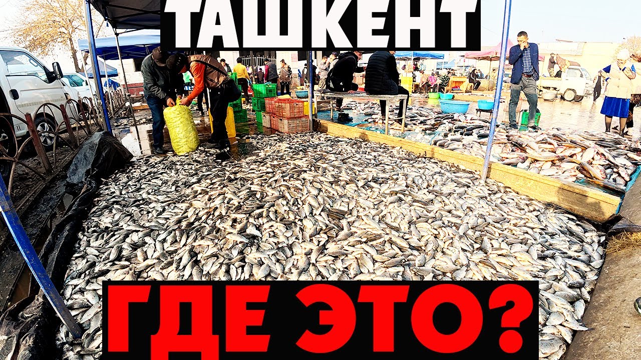 🇺🇿 УЗБЕКИСТАН: ЧИНАЗ — РЫБНЫЙ СЕЗОН! Море рыбы и жареная рыба по-узбекски на главном базаре!