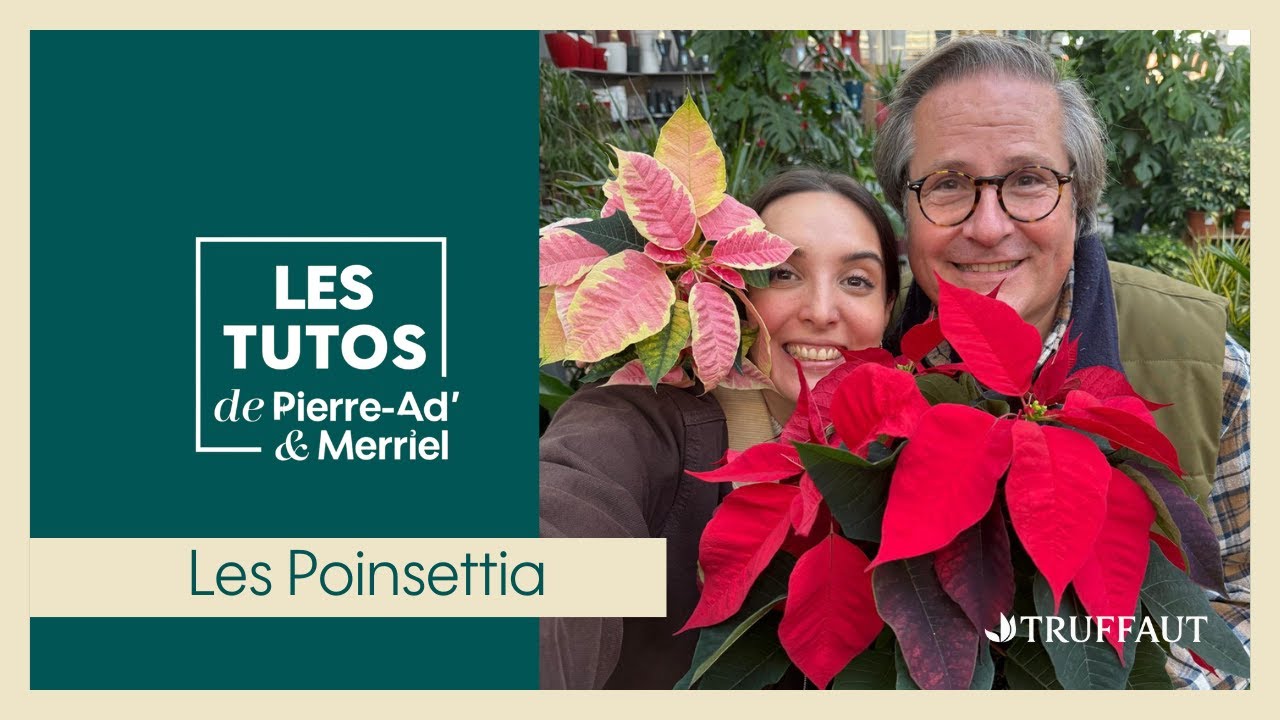 Le Poinsettia, ou Étoile de Noël : la star des fêtes de fin d’année ! - Truffaut