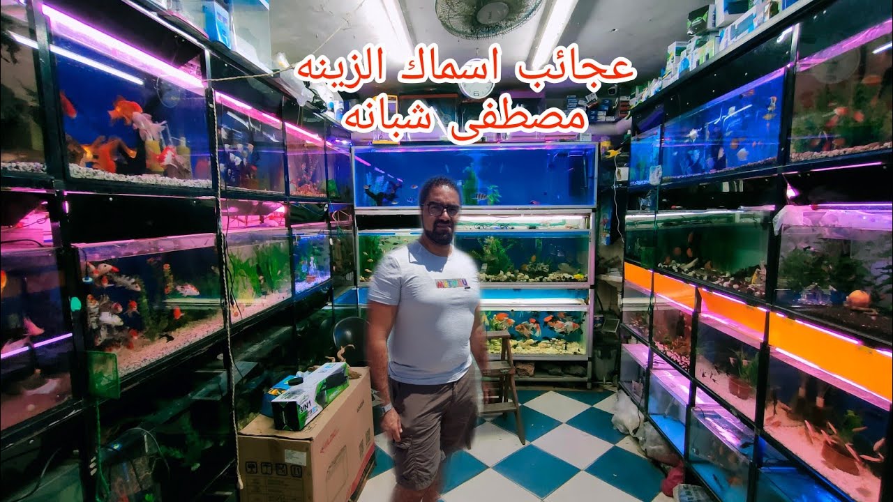 مصطفى شبانه مع اقوى تشكيله اسماك وخصومات لمتابعى القناه
