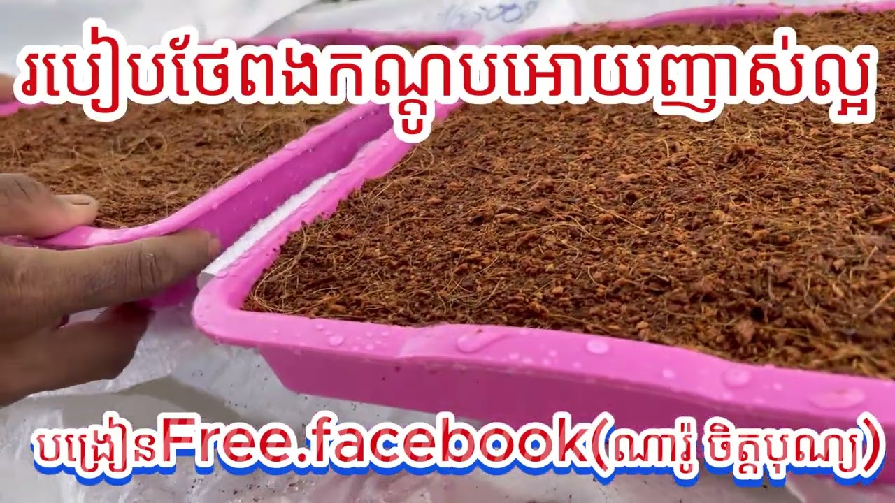 របៀបភ្ញាស់ពងកណ្ដូបនឹងមើលថែ