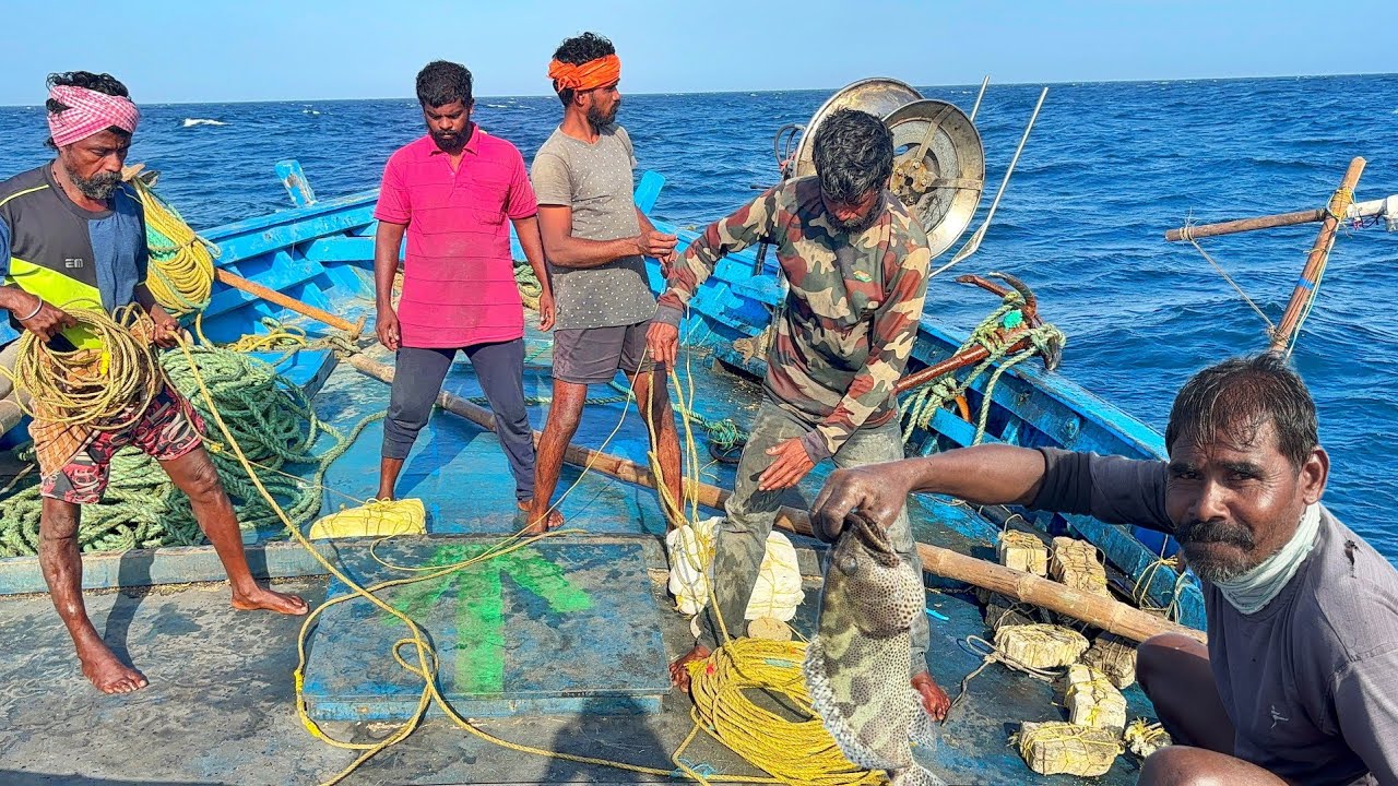 LUCKY DAY | First Day We Caught Huge Amount Of CUTTLE FISH'S | அதிர்ஷ்டமாக கிடைத்த ஓட்டுக் கணவாய்கள்