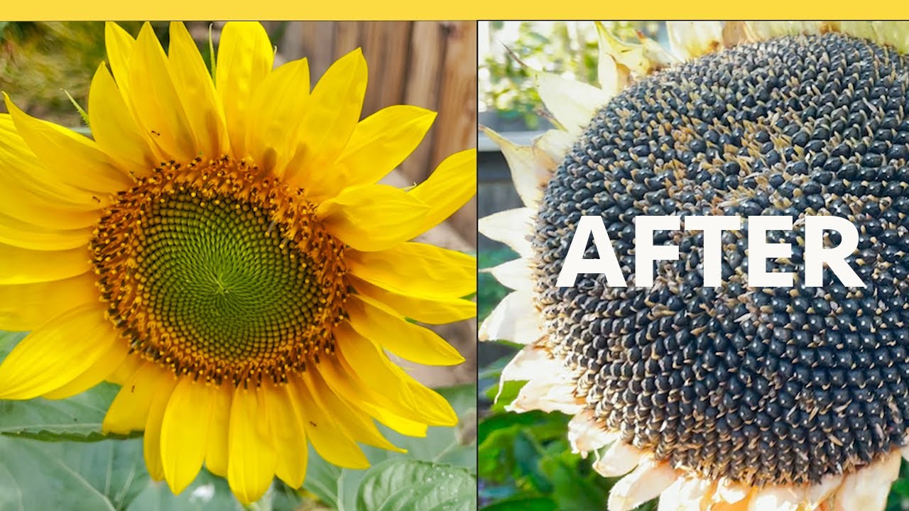 Black Oil Sunflowers grow by themselves in my garden magically!