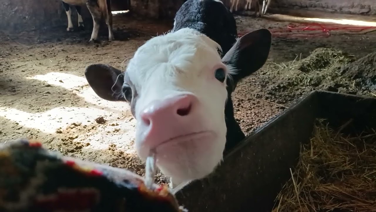 Cows😯
