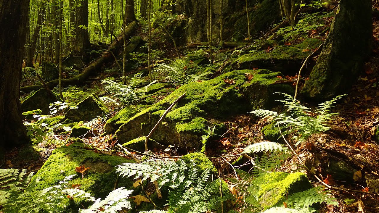 McCormick Wilderness Exploration Day 3 - Peat Bog Tea and Lichens Galore