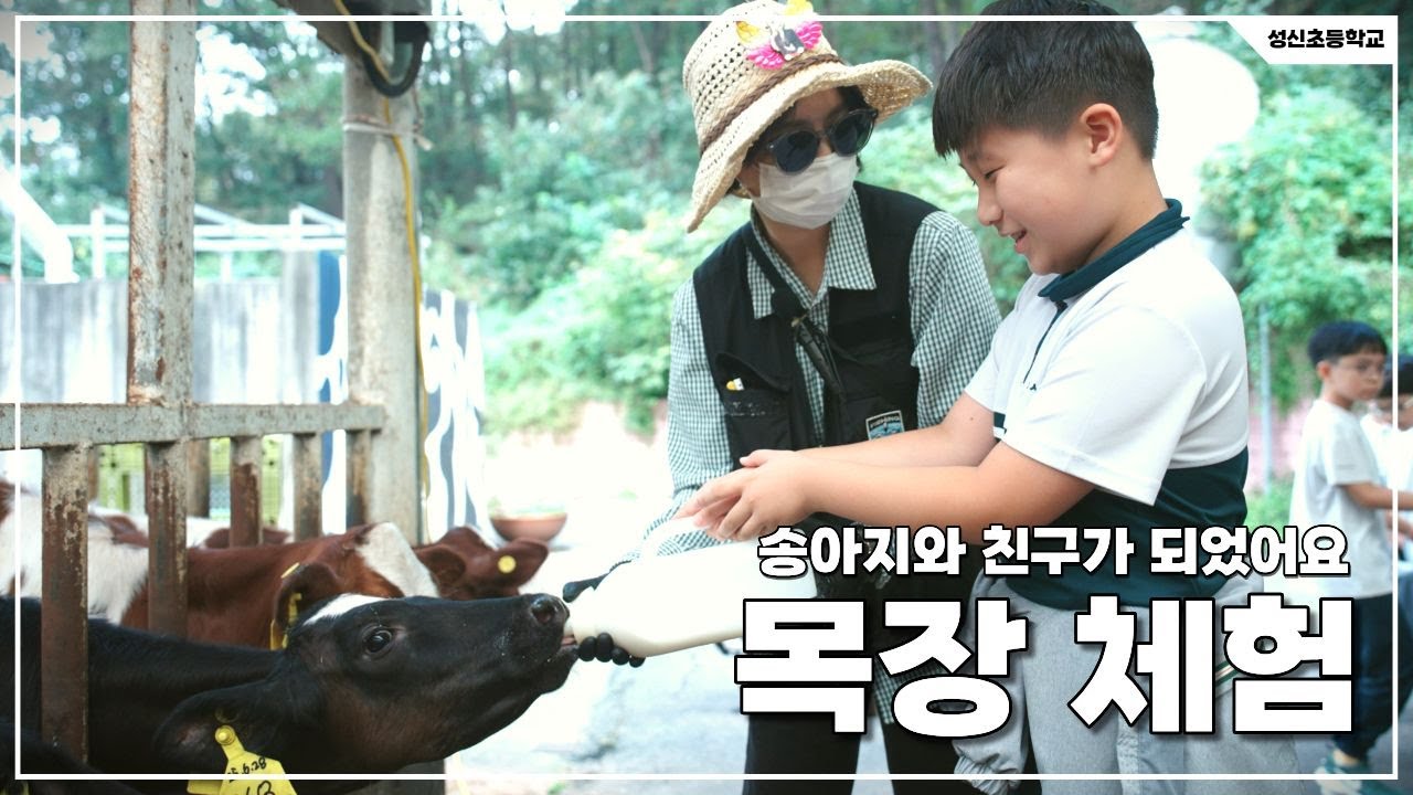 송아지와 친구가 되었어요! 모산목장 체험