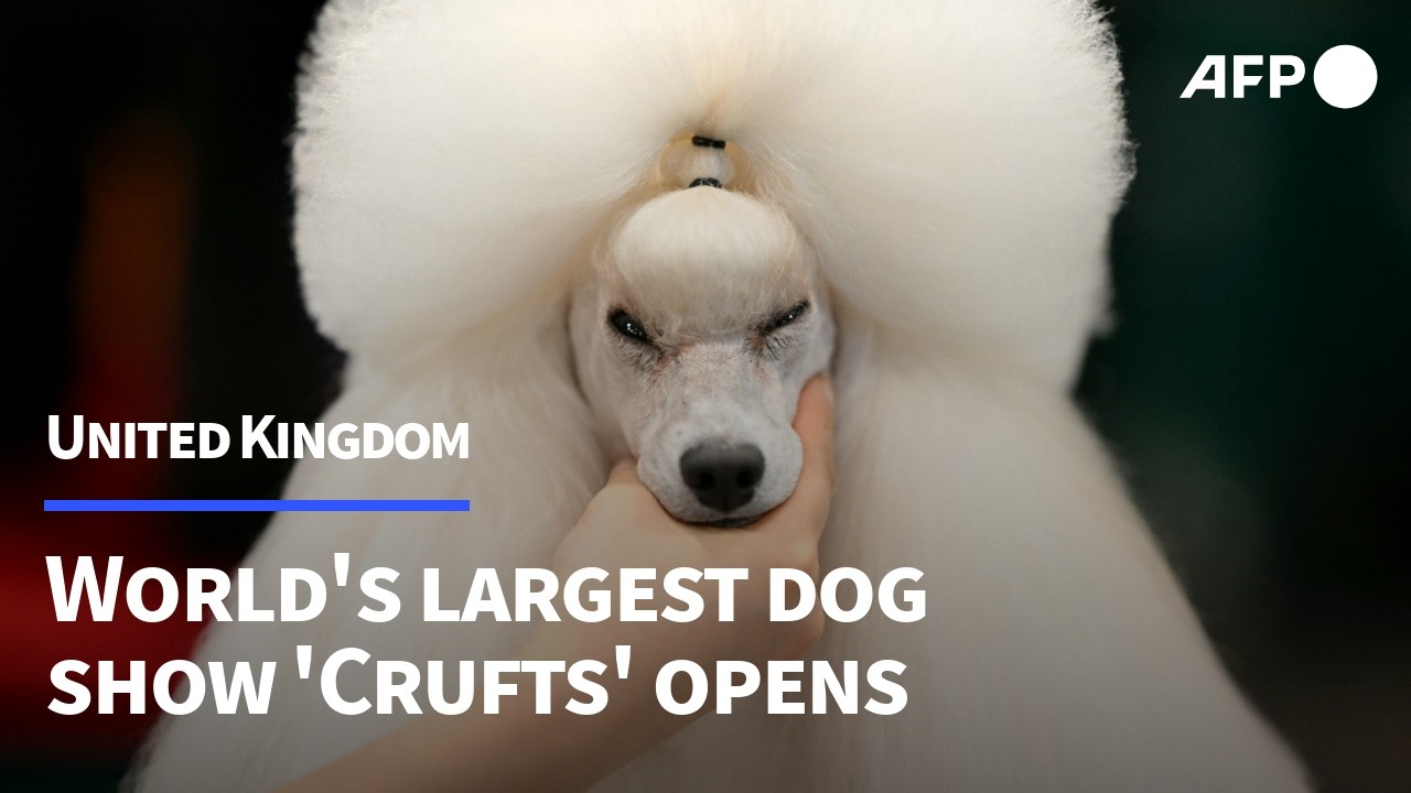 The world's biggest dog show Crufts opens in Britain | AFP