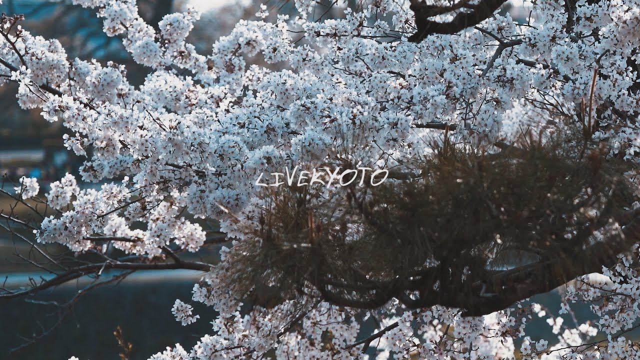 Japanese Guitar Spring Medley  ”Sakura Sakura“  ”Hana“  ”Izomi“  Yukihiro Atsumi / 渥美幸裕「さくら」「花」「いぞみ」