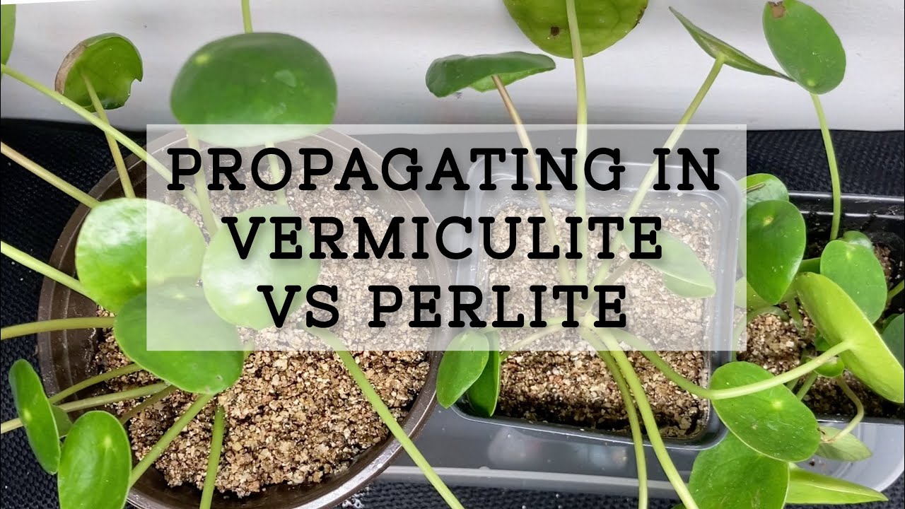 PROPAGATING PLANTS IN VERMICULITE @SpiderFarmer SF600 GROW LIGHT GIVEAWAY