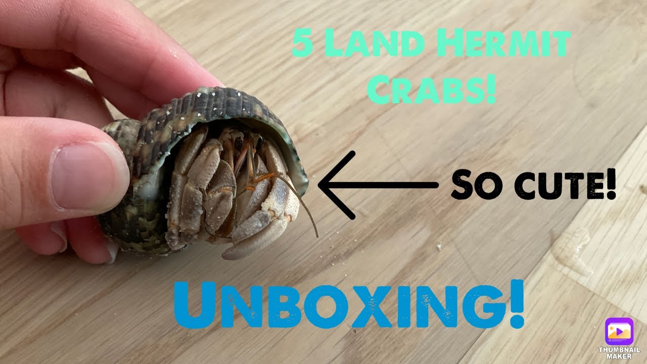 Unboxing 5 more Land Hermit Crabs(Coenobita Rugosus)!