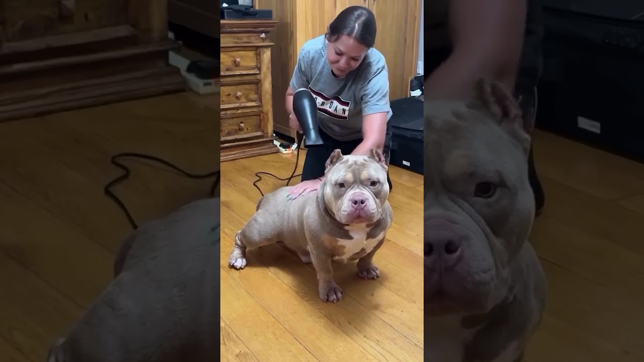 American Bully ex&oacute;tico 🐷🐷&hearts;️😍