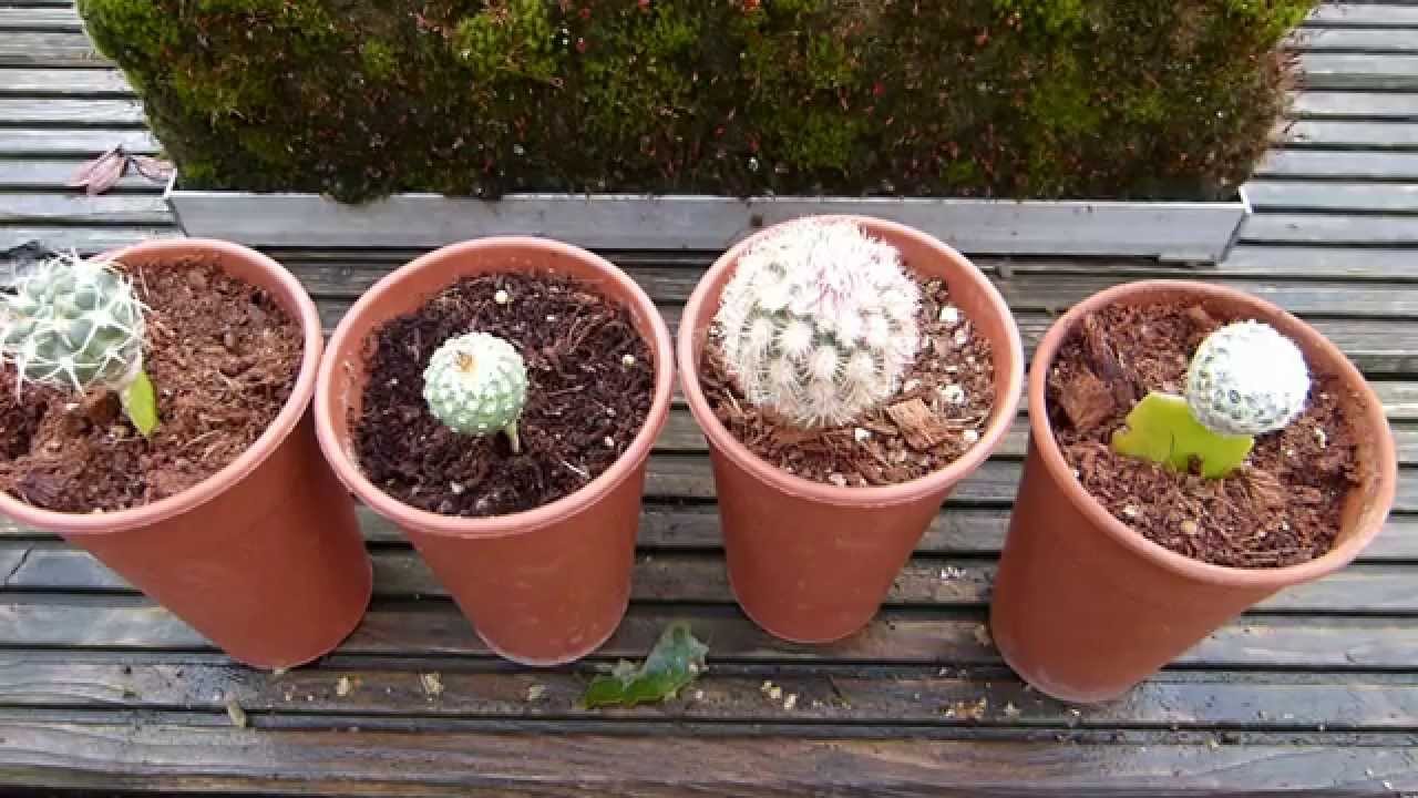 Grafting seedlings on Schlumbergera