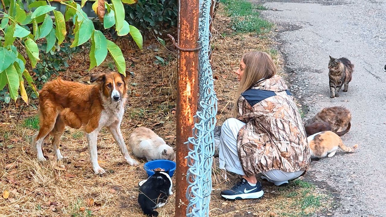Rescues Only Had One Chance To Catch This Scared Stray Dog with Huge Tumour