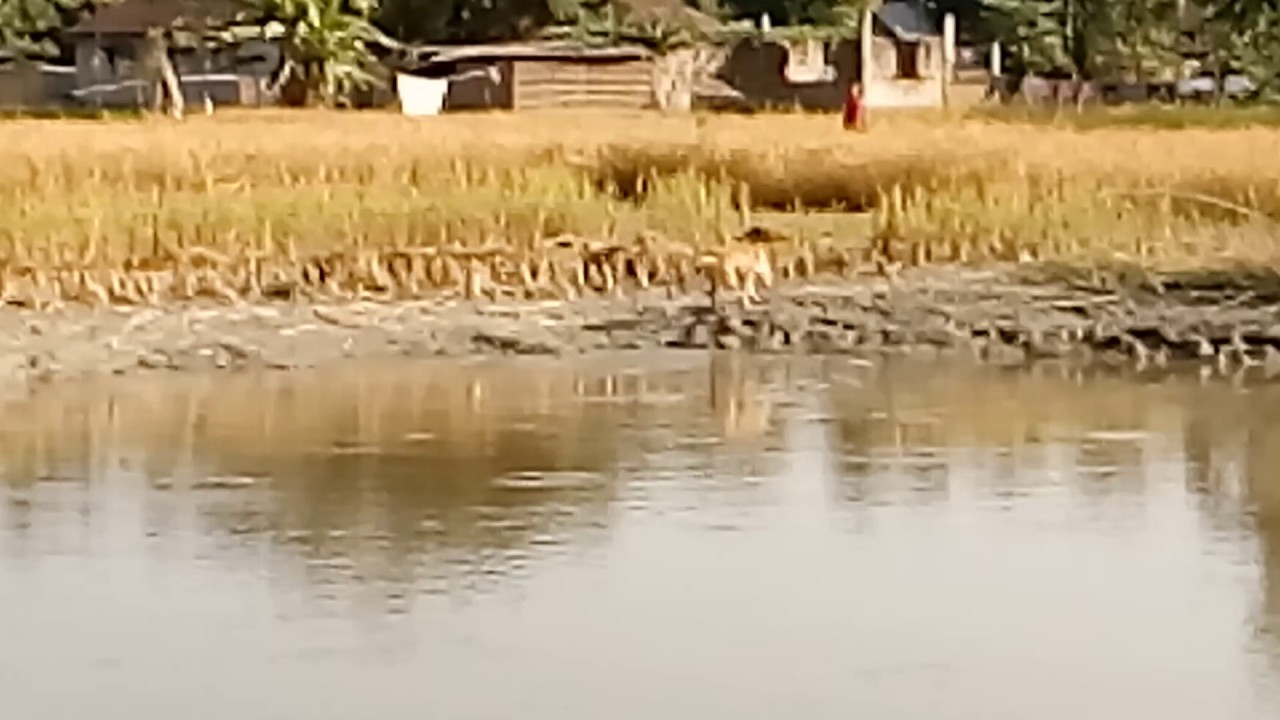 Desi kutta ....