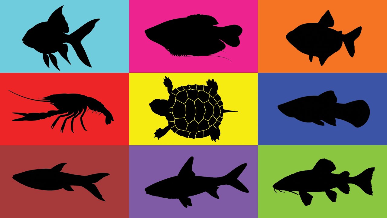 Fish: Turtle, Glofish, Balashark, Platy Fish, Goldfish, Rasbora, Catfish, Pygmy Gourami, Lobster