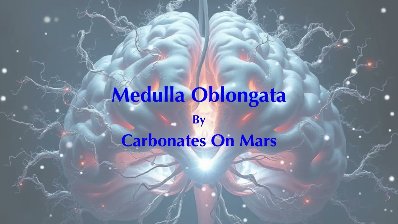 Medulla Oblongata