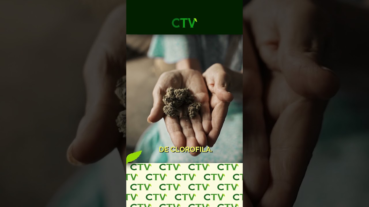 &iquest;C&oacute;mo MEJORAR EL SABOR de tu C4NN4BIS? 😋