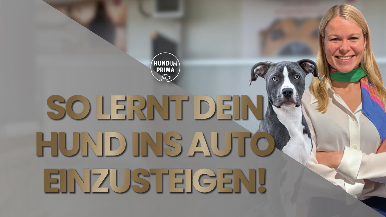 Entspanntes Autofahren – So lernt dein Hund ins Auto einzusteigen!