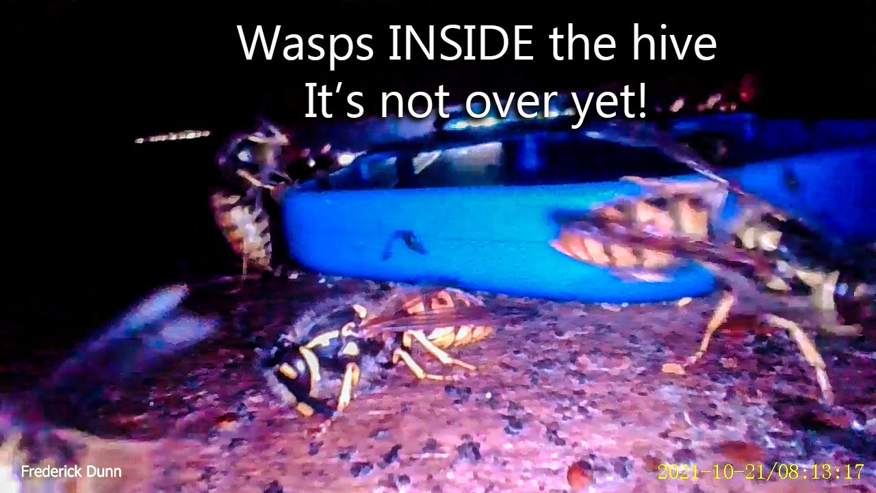 Yellow Jacket Wasps Continue to Attack Bee Hive #7 follow up. How Honey Bees sting and Kill Wasps.