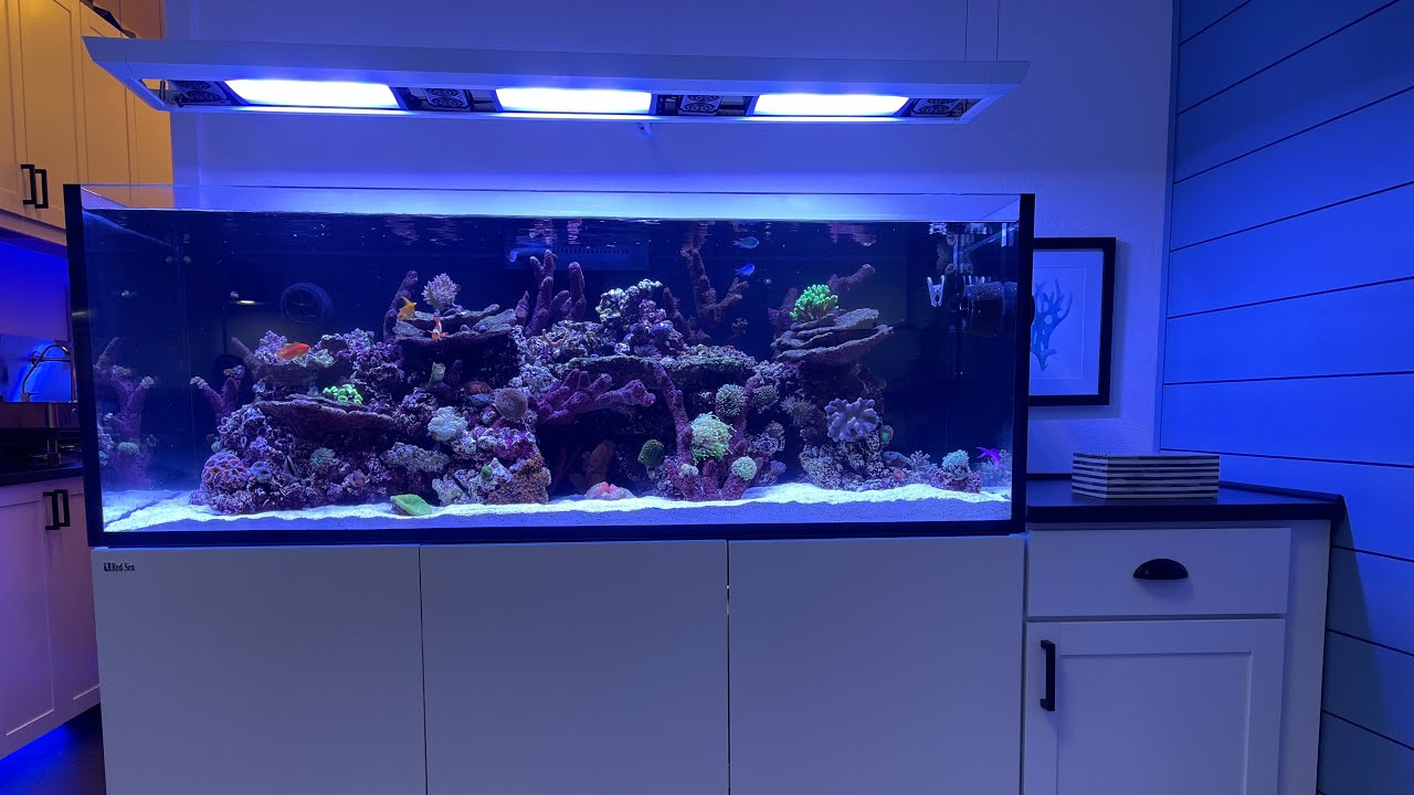 Red Sea Reefer 525 XL W/ Neptune Apex - Tour