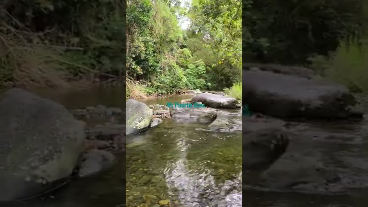 #rio #gallo #rooster #puertorico #agua #waterfall #nature #tree #campo #meditation #beautiful #earth
