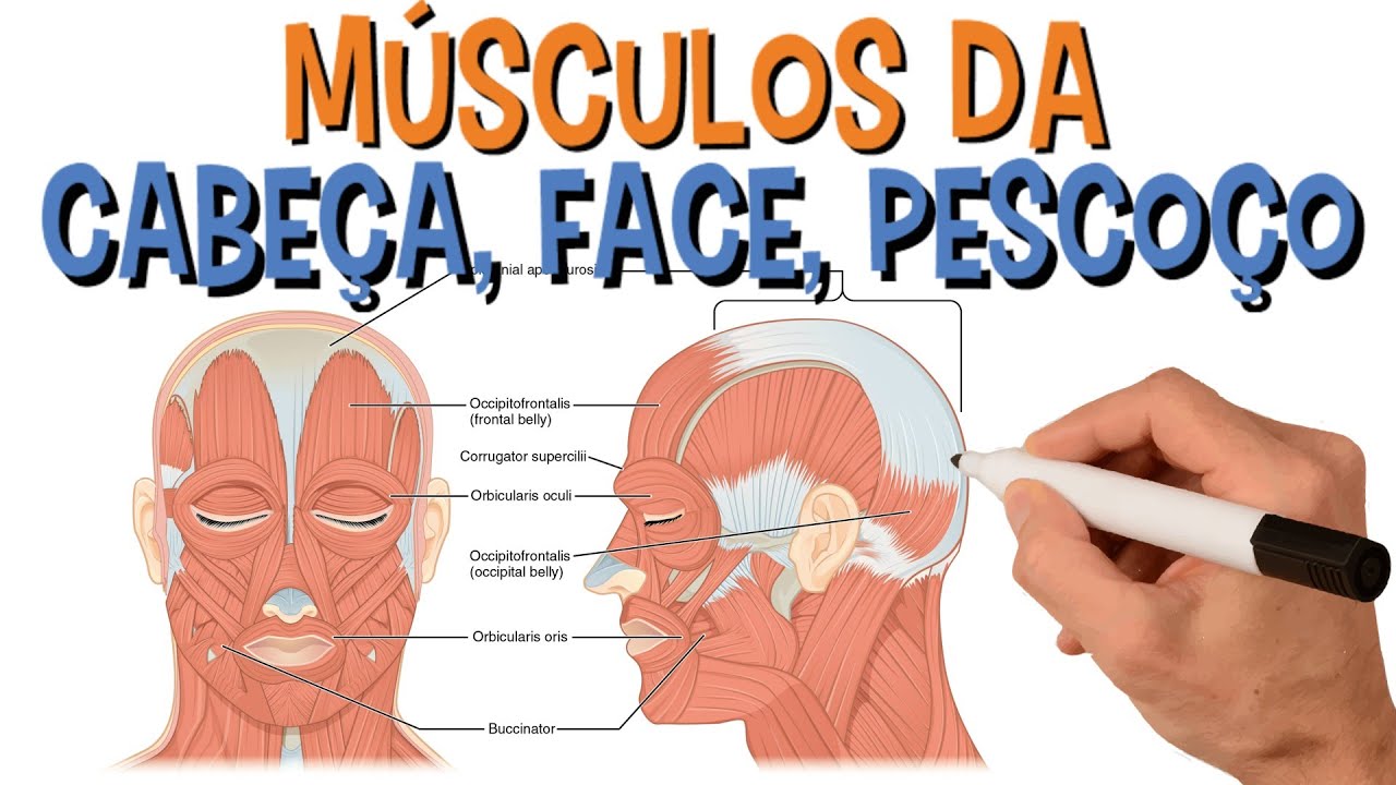 Nome Dos Principais Músculos Da Cabeça, Face E Pescoço | Resumo Animado de Anatomia