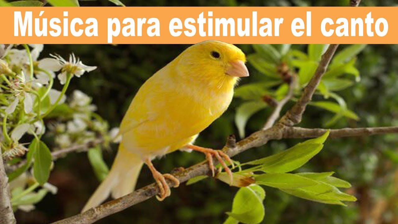 Musica para Estimular El Canto a Los Canarios