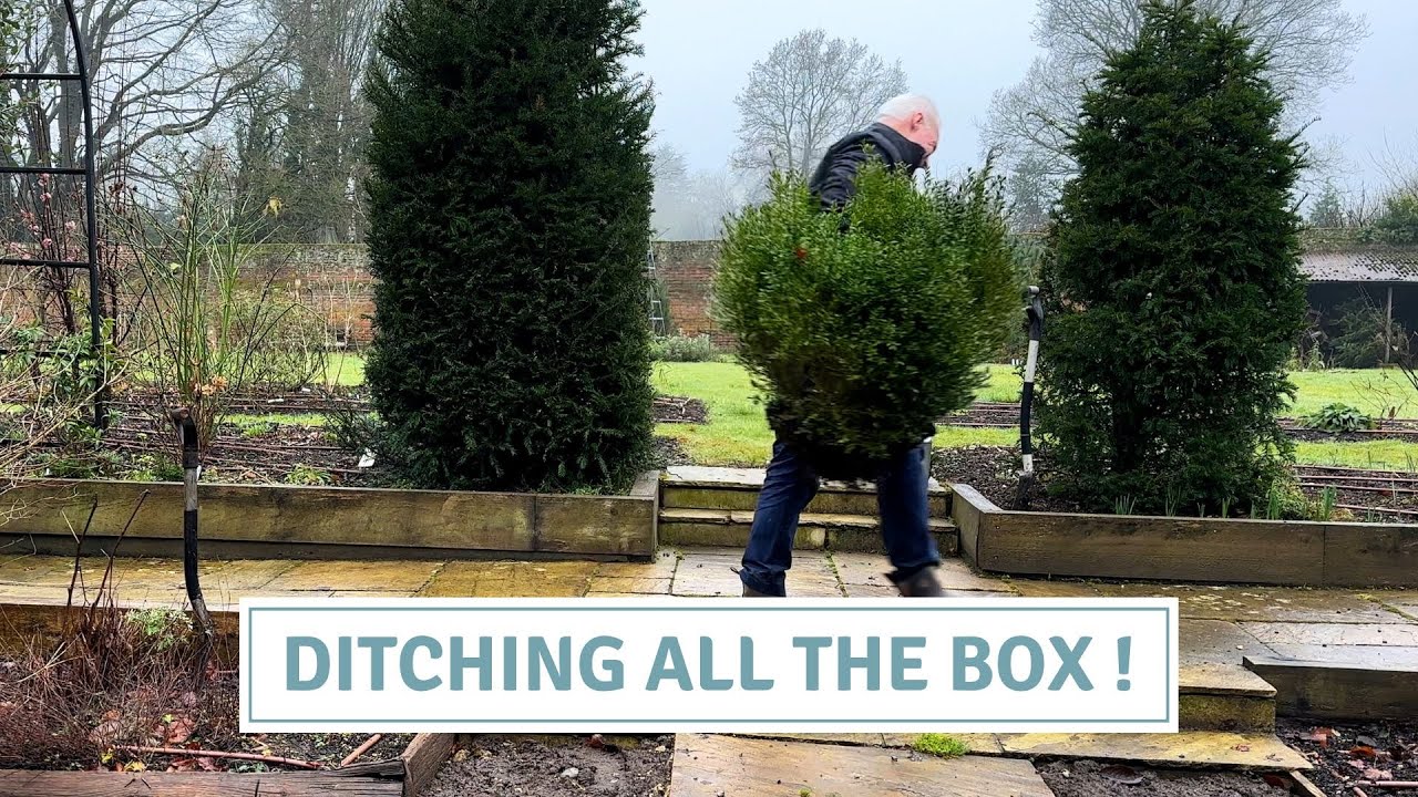 Revamping the Garden: Replacing Box & Relocating Perennials // Cottoverdi