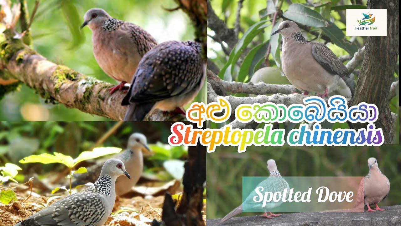 අළු කොබෙයියා | Spotted Dove | Streptopela chinensis