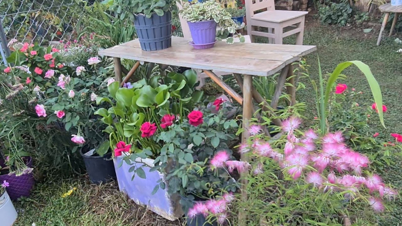 Ponpon Çiçeği (Calliandra), Yeni Aldığım Lila Ada Begonvili ve Kokulu Güller
