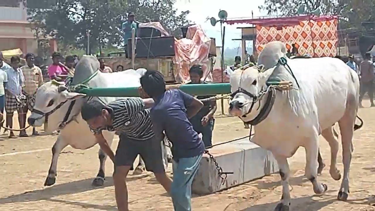 కడప జిల్లా నందు మండలం టంగుటూరు గ్రామం2752.8 లాగి మొదటి ప్రైజు కైవసం చేసుకున్నాయి కె మల్లారెడ్డి