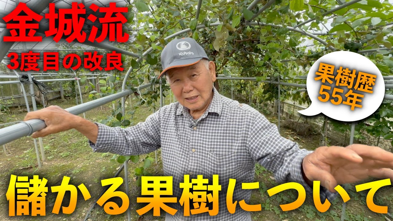 【必見】儲かる果樹について！三度目の果樹仕立て方法の改良！果樹歴55年の巨匠が語る農業のやり方など【金城幸栄流】