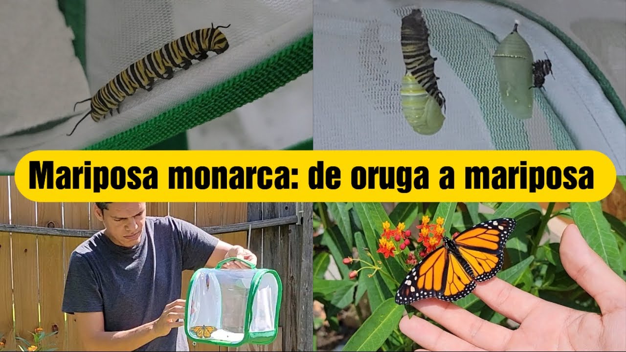 Una de mis experiencias más increíbles de la jardinería: salvemos la mariposa monarca