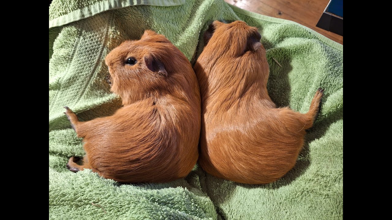 小豬豬硬拚生菜 | Piggies Taking Down Romaine Lettuce
