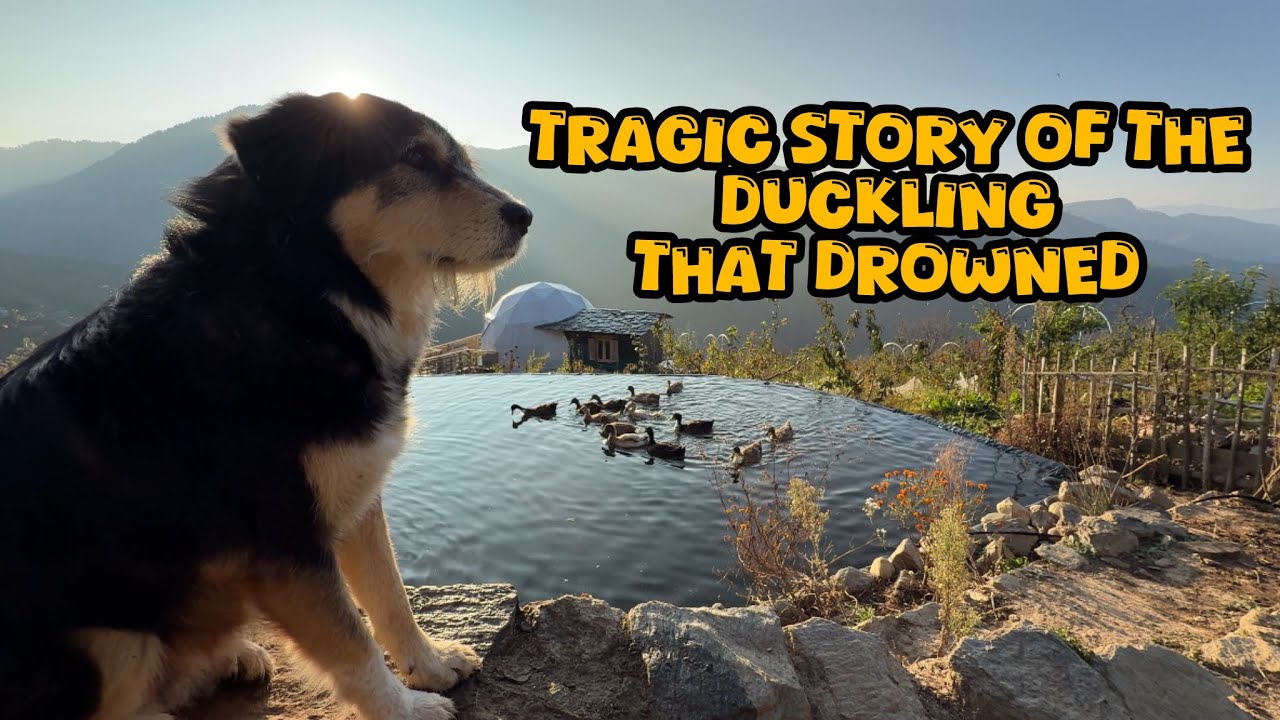 Tragic Story of the Duckling that Drowned  