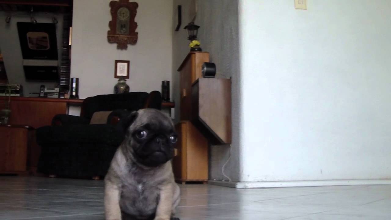 SMALL PUG Talking To The Camera