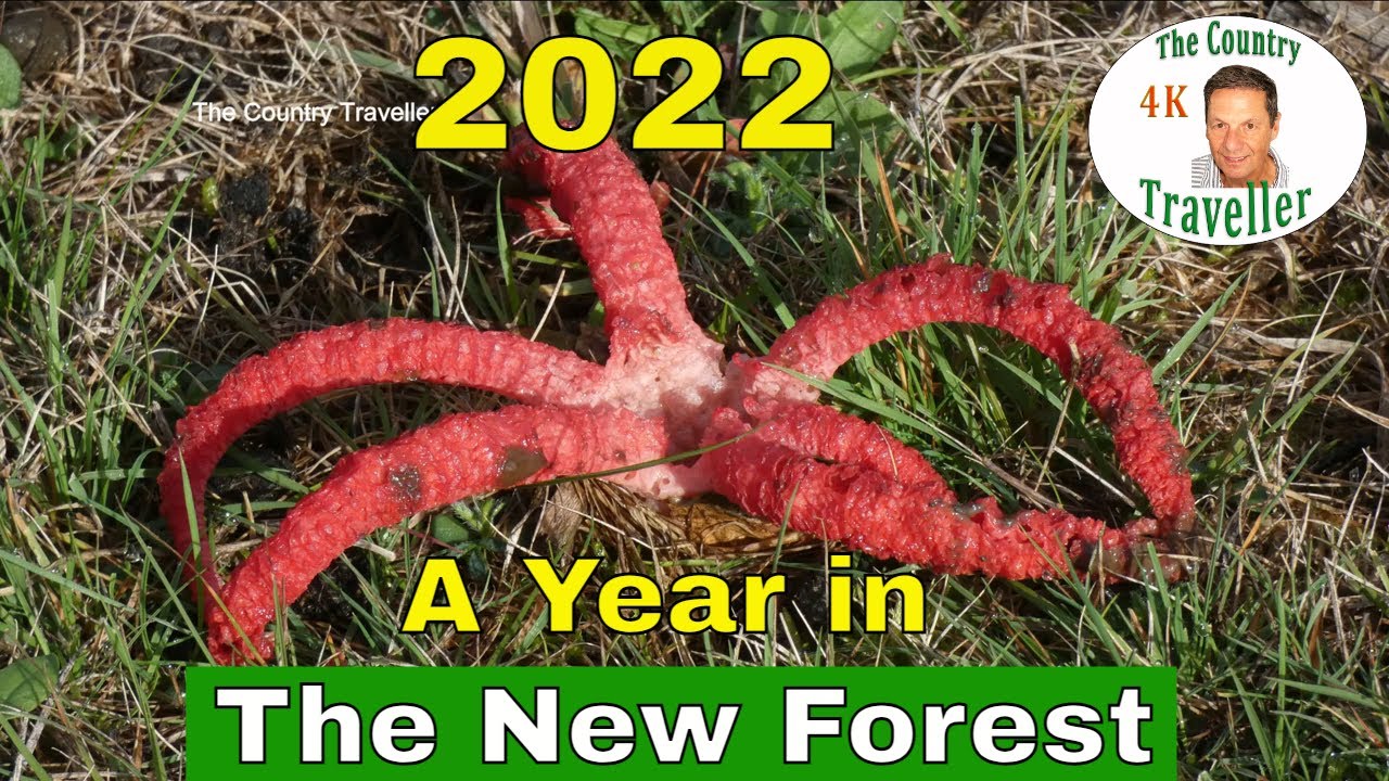 A Year in The New Forest 2022 #newforest #onewithnature