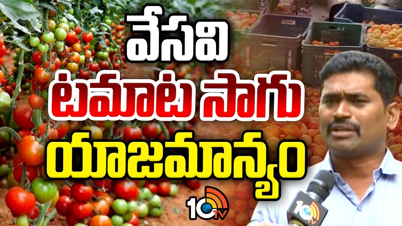 వేసవి టమాట సాగు యాజమాన్యం | Summer Tomato Cultivation Management | Matti Manishi | 10TV