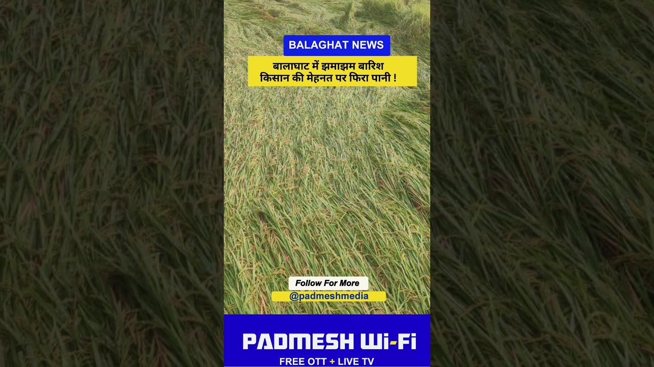 BALAGHAT NEWS:  बालाघाट में झमाझम बारिशकिसान की मेहनत पर फिरा पानी ! PADMESH NEWS BALAGHAT