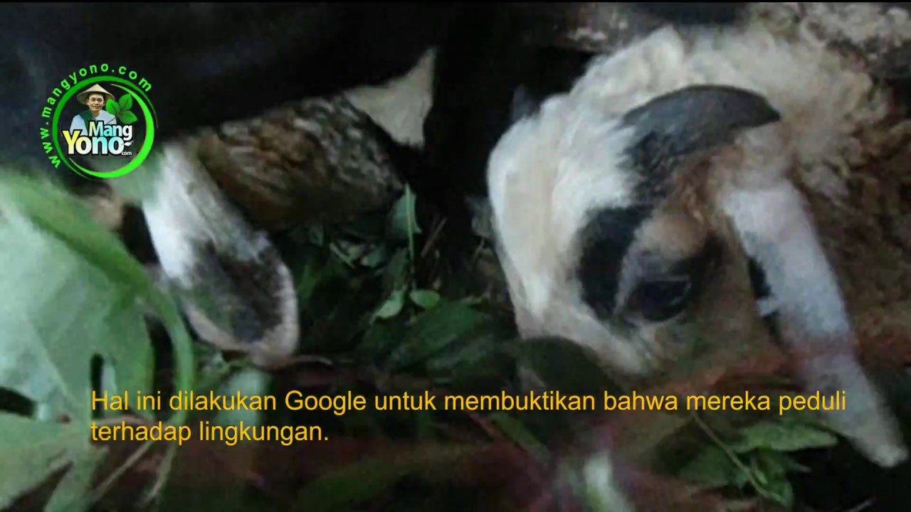 Kambing Youtube
