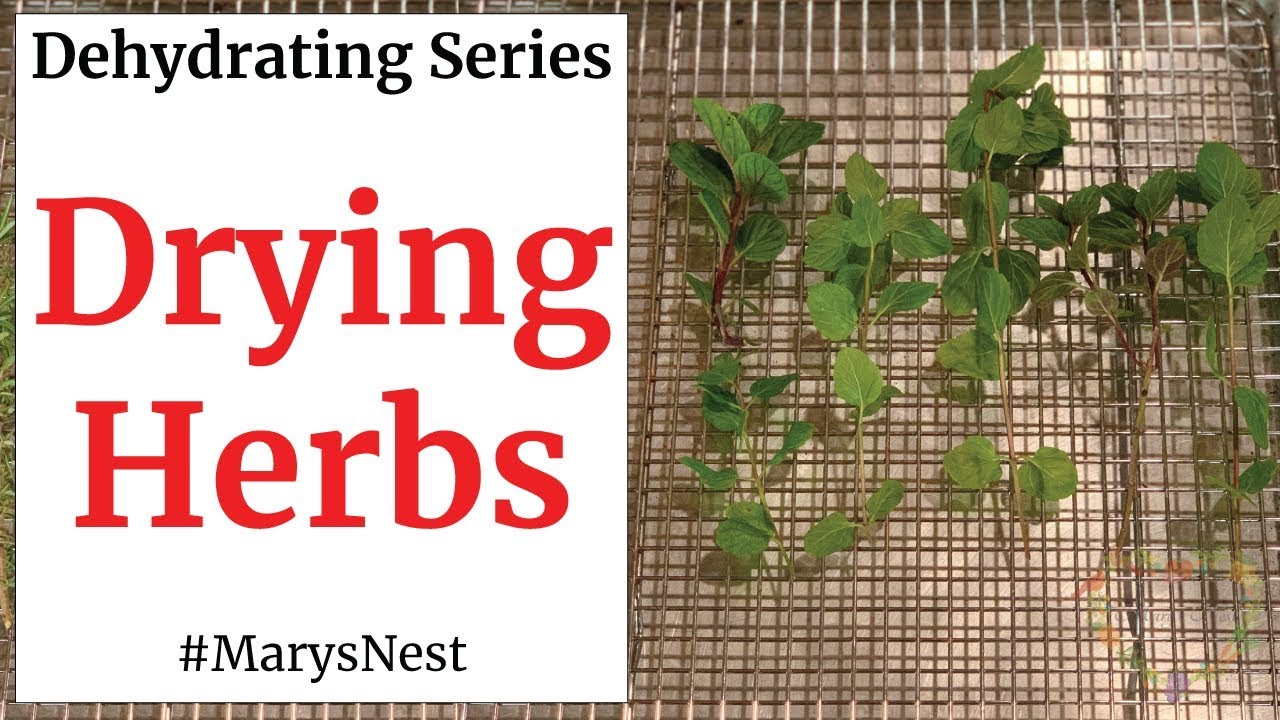 Dehydrating Herbs and Drying Herbs - FOOD DEHYDRATING 101