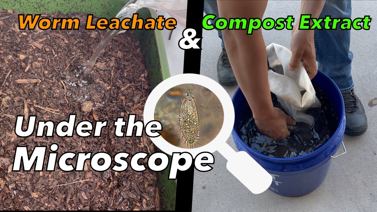 Worm Leachate & Compost Extraction Under the Microscope / How to check biology (Part 2)