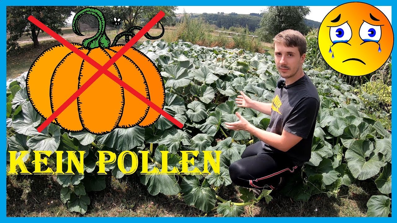 Update zum Riesenkürbis - Kein Pollen, keine Bestäubung, kein Kürbiswachstum